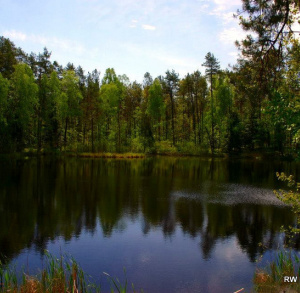 Leśny staw Grodzony/Ogrodzony